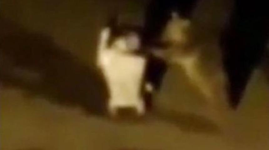 Aç Kalan Yavru Ayı Çöp Konteynerini Aldı Gitti