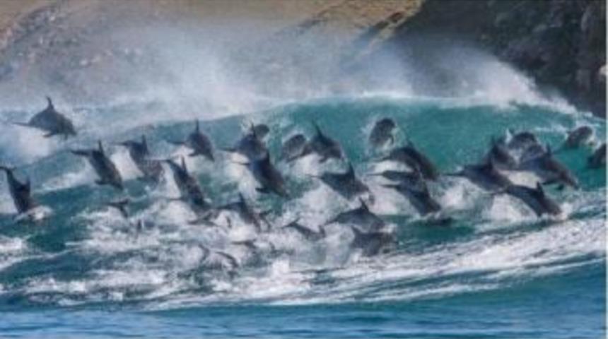 Araştırma: Balina Ve Yunuslar Düşündüğümüzden Daha Akıllılar