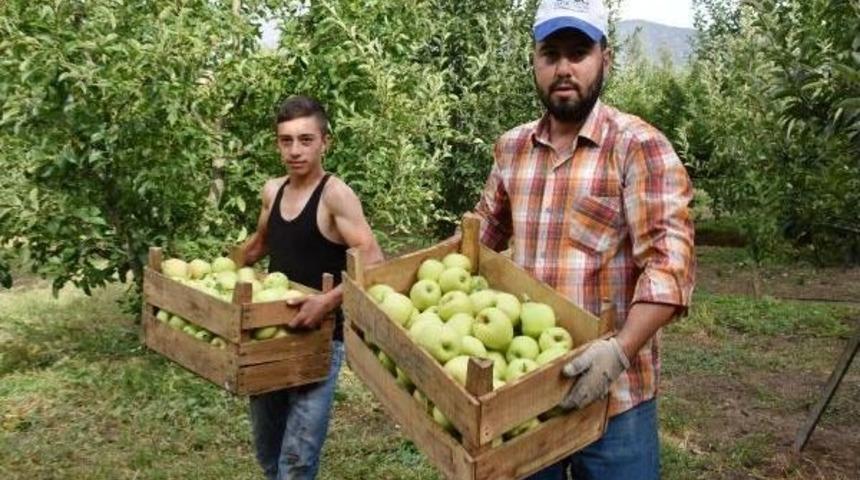 Isparta'da 700 Bin Ton Elma Rekoltesi Bekleniyor