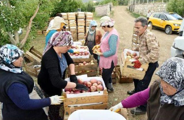 Isparta'da 700 Bin Ton Elma Rekoltesi Bekleniyor