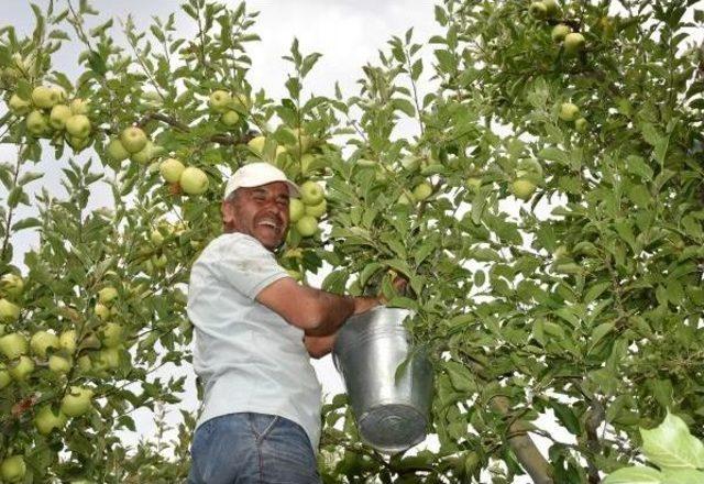 Isparta'da 700 Bin Ton Elma Rekoltesi Bekleniyor