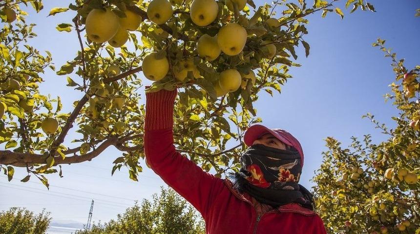 Ahlat’ta Elma Hasadı Başladı