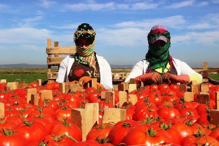 Meşhur Çanakkale Domatesi 10 Günde 3 Kat Zamlandı G3