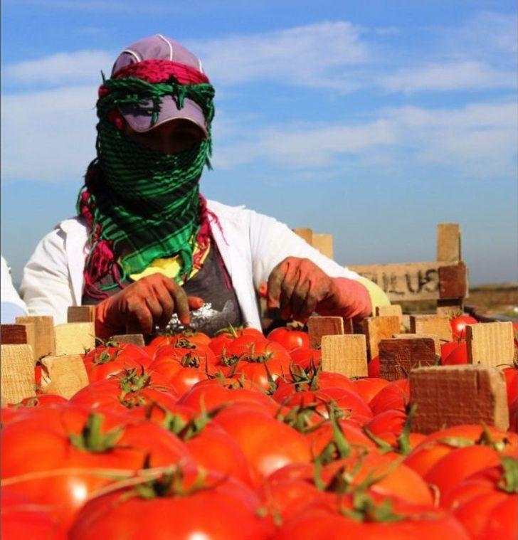 Meşhur Çanakkale Domatesi 10 Günde 3 Kat Zamlandı G1