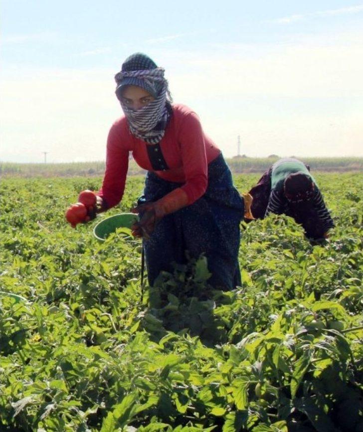 Meşhur Çanakkale Domatesi 10 Günde 3 Kat Zamlandı G2