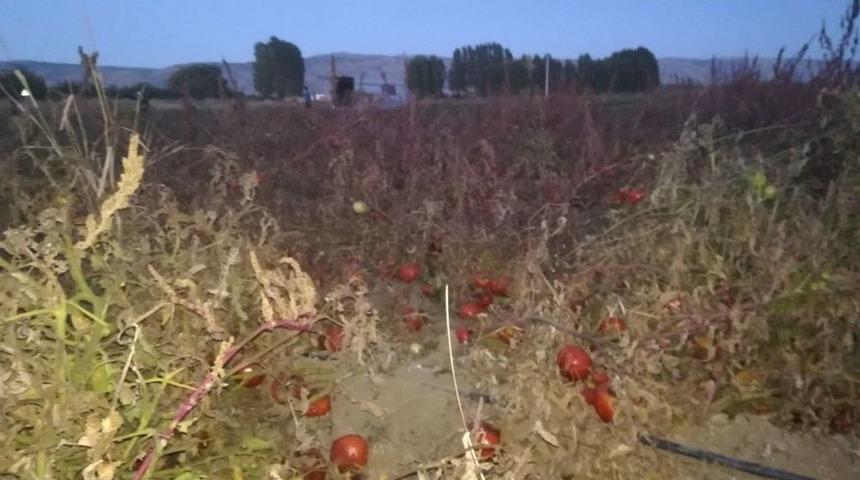 Domates Elde Kaldı