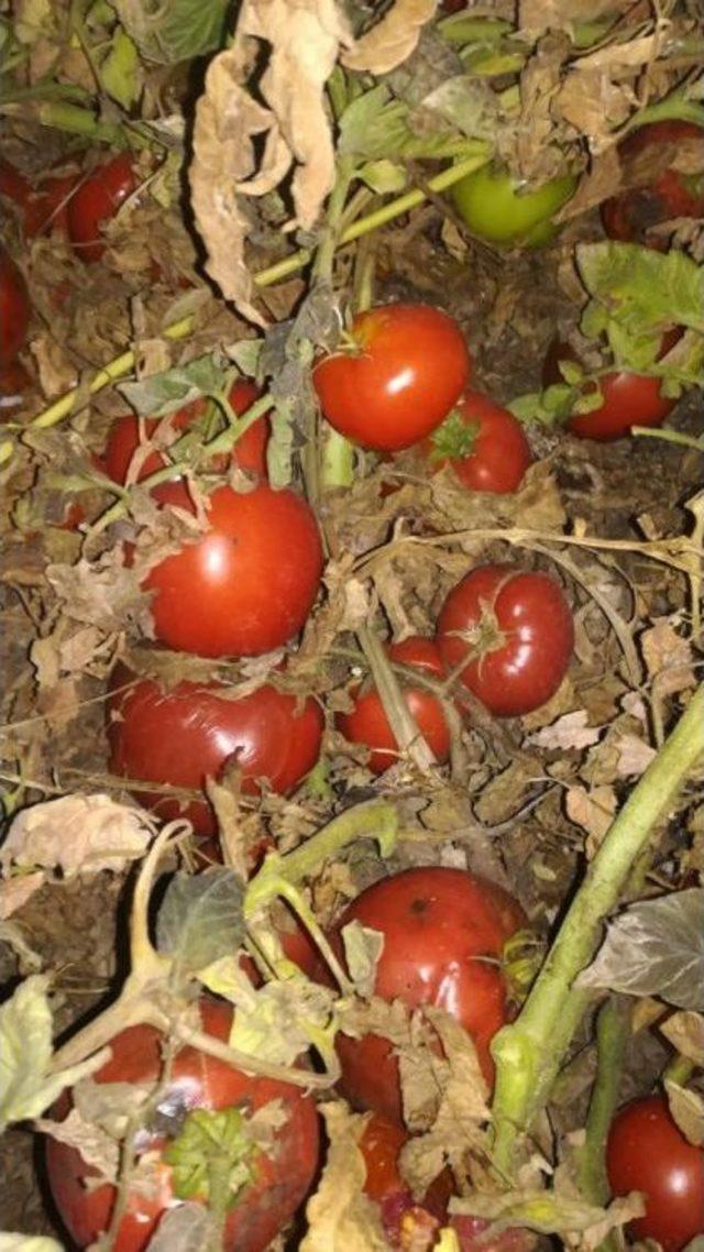 Domates Elde Kaldı 1