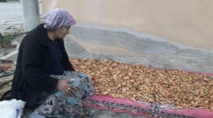 Elma Kurusu Şifa Kaynağı