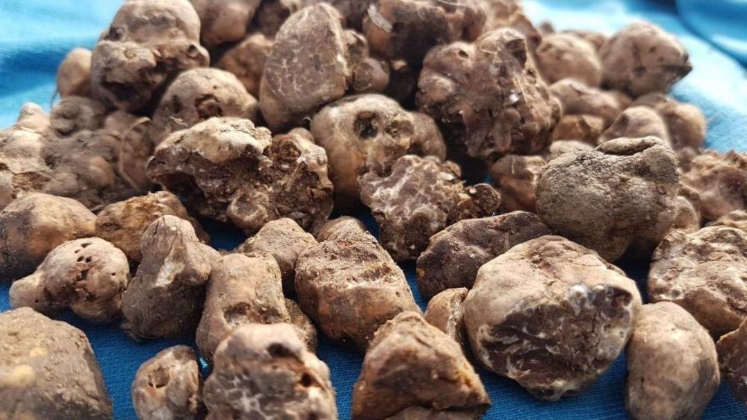 (&ouml;zel Haber) Tr&uuml;f Mantarını K&ouml;pekler Buluyor, Kilosu 3 Bin Euro&rsquo;dan Alıcı Buluyor