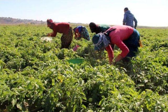 Çanakkale'de Domates Son Hasatta Yüz Güldürdü