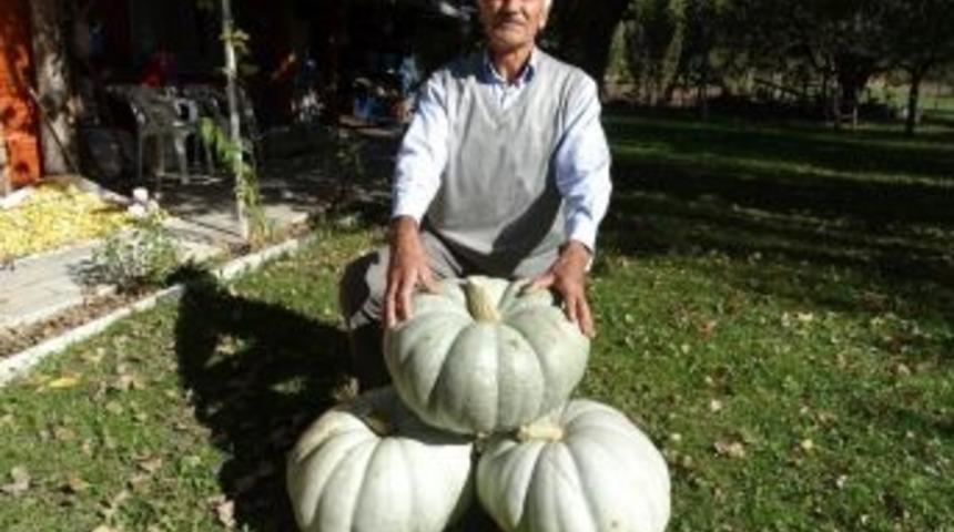 25 Ve 30 Kiloluk Dev Bal Kabakları