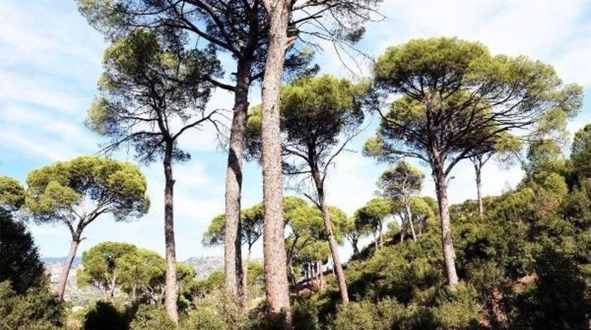 Maden Şirketinin Keseceğ Fıstık &Ccedil;amları I&ccedil;in Mahkemeden Keşif