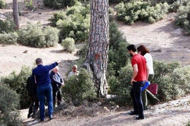 Maden Şirketinin Keseceğ Fıstık Çamları Için Mahkemeden Keşif