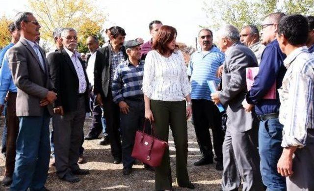 Maden Şirketinin Keseceğ Fıstık Çamları Için Mahkemeden Keşif