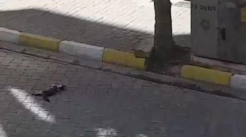 Otomobilin Ezdiği Kediyi Almak I&ccedil;in Canını Tehlikeye Attı