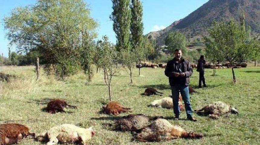 Kurtlar 40 Koyunu Telef Etti