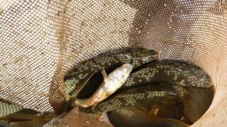 Burdur’da İki Baraja 350 Bin Yavru Sazan Salındı