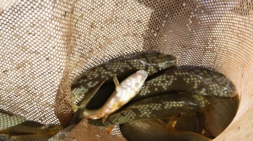 Burdur’da İki Baraja 350 Bin Yavru Sazan Salındı