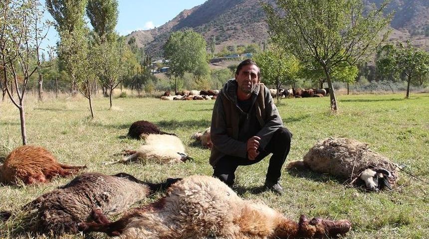 &Ccedil;oban Uyuyakaldı, Kurtlar 40 Koyunu Telef Etti