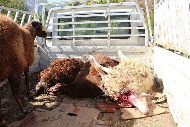 &Ccedil;oban Uyuyakaldı, Kurtlar 40 Koyunu Telef Etti 1