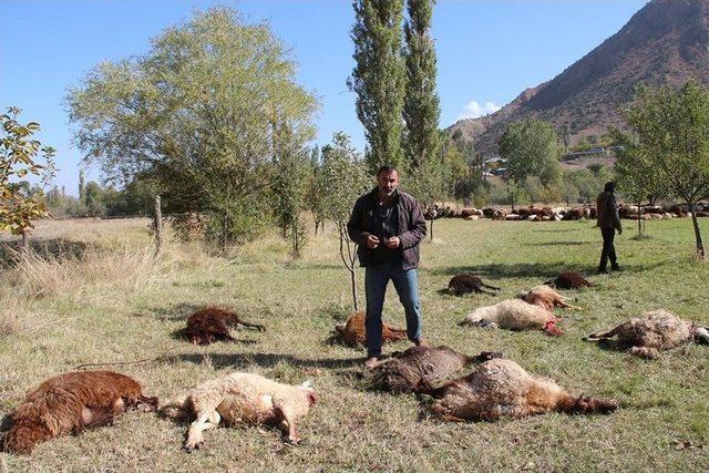 &Ccedil;oban Uyuyakaldı, Kurtlar 40 Koyunu Telef Etti 2