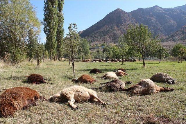 &Ccedil;oban Uyuyakaldı, Kurtlar 40 Koyunu Telef Etti 3