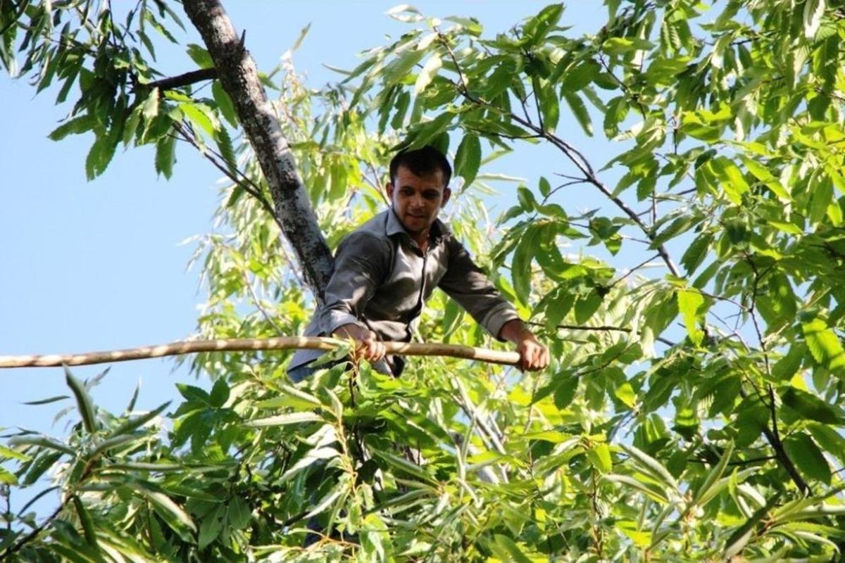 Bu Haber Ağaca Tırmanabilen Ve Denge Sorunu Yaşamayan Erkekler İ&ccedil;in