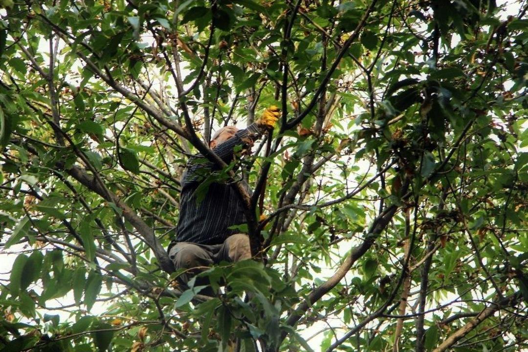 Katil Arılar Kestane Fiyatlarını U&ccedil;urdu