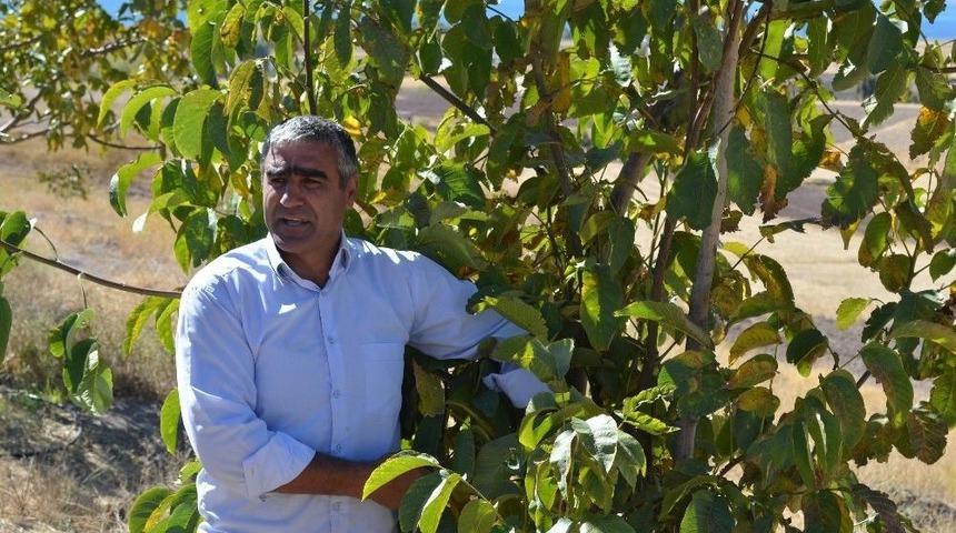 Adilcevaz&rsquo;da Ceviz Yetiştiricileri Birliği Kurulacak
