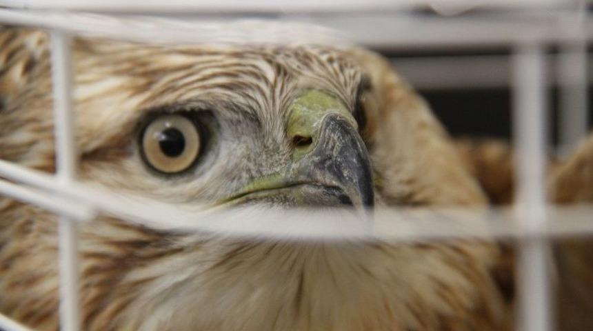 Yaralı Bulunan &ldquo;kızıl Şahin&rdquo; Yetkililere Teslim Edildi