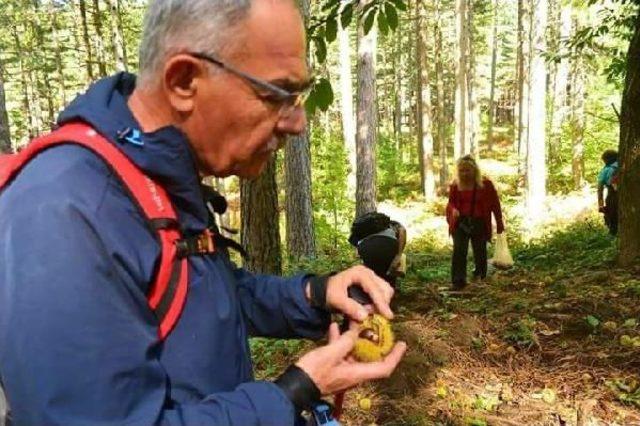 Kazdağı Kestanesinin Fiyatı 3 Liraya Düştü