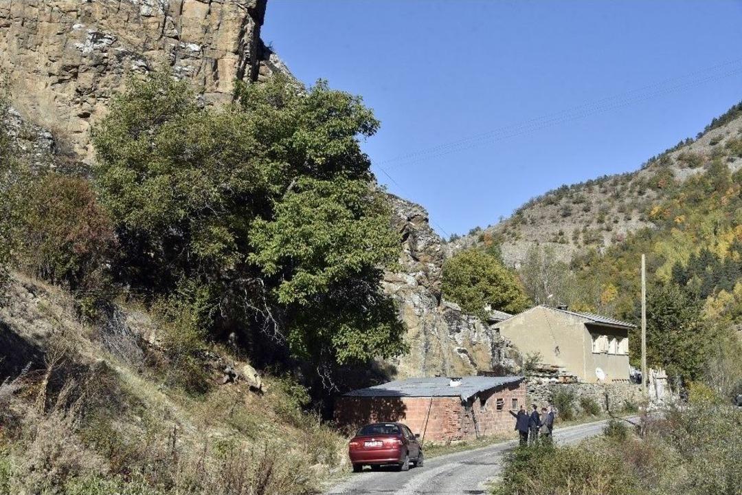 G&uuml;m&uuml;şhane&rsquo;de Ceviz Hasadı Tamamlanmak &Uuml;zere