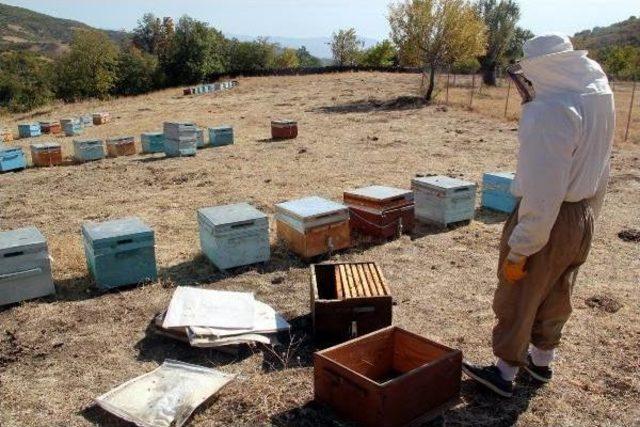 Bingöl'de, Ödüllü Arıcının Bal Kovanlarına Ayılar Saldırdı