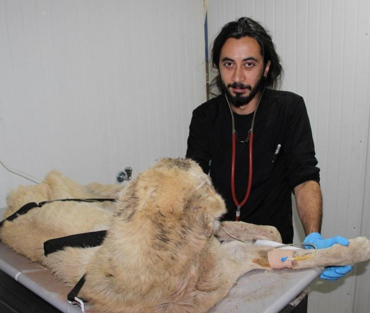 A&ccedil;lıktan &Ouml;lmek &Uuml;zere Olan Kangal Cinsi K&ouml;peğe Yardım Eli