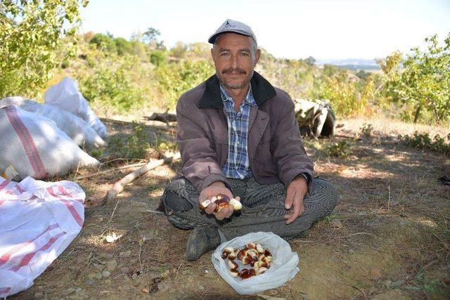 (&ouml;zel Haber) Kestane Kebap, Toplaması Azap 2
