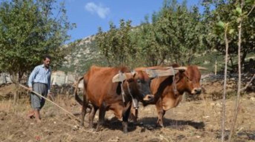 Hatay&rsquo;ın Son Karasabanlı &Ccedil;ift&ccedil;isi