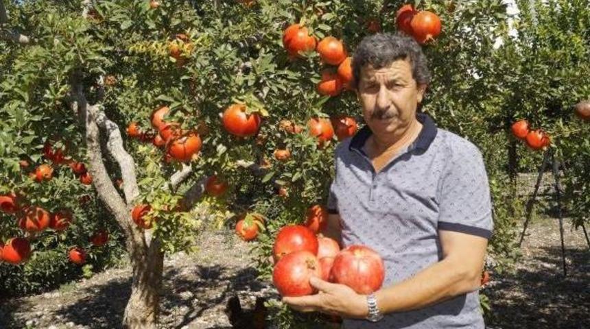 Finike'de Hicaz Narı Hasadı Başladı