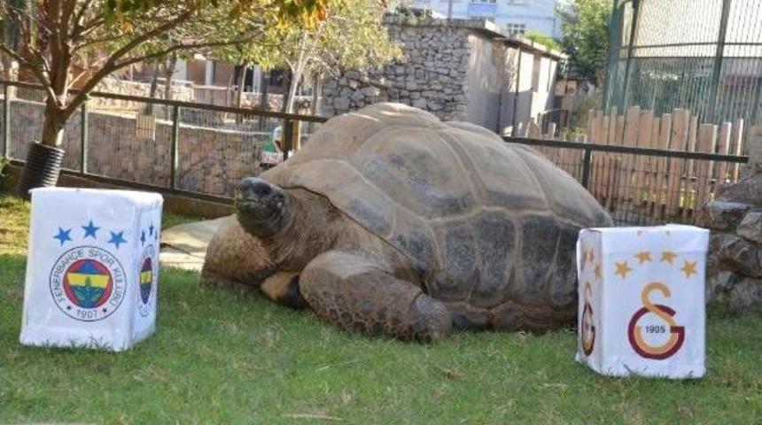 Kaplumbağa 'tuki'nin Derbi Tahmini Beraberlik