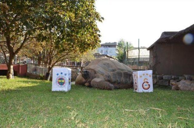 Kaplumbağa  tuki nin Derbi Tahmini Beraberlik 1