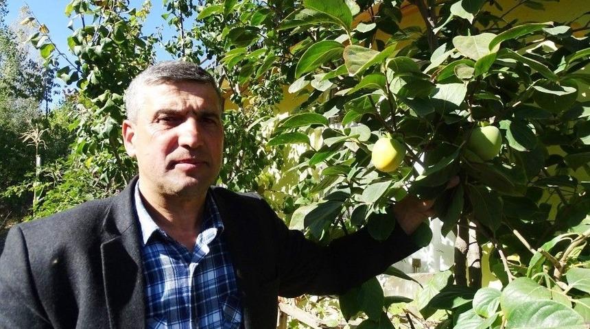 Hisarcık&rsquo;ta &rsquo;cennet Hurması&rsquo; Yetiştirildi