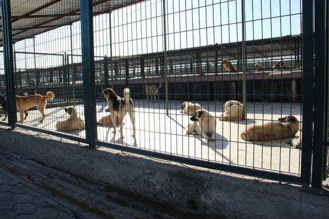 Hayvan Barınağında 408 Sahipsiz Köpek Tedavi Edildi