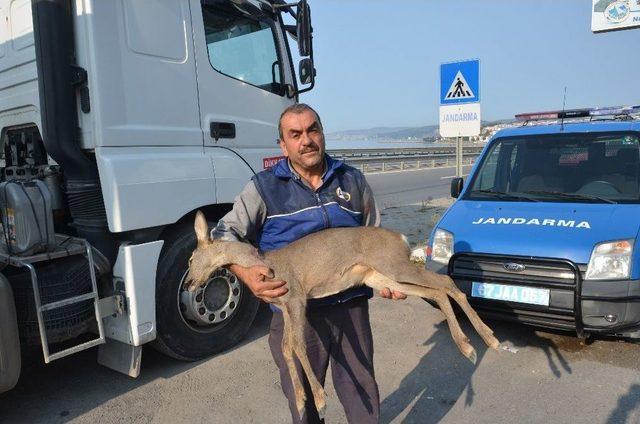 (özel Haber) Köpeğin Saldırısına Uğrayan Karaca Kurtarılamadı