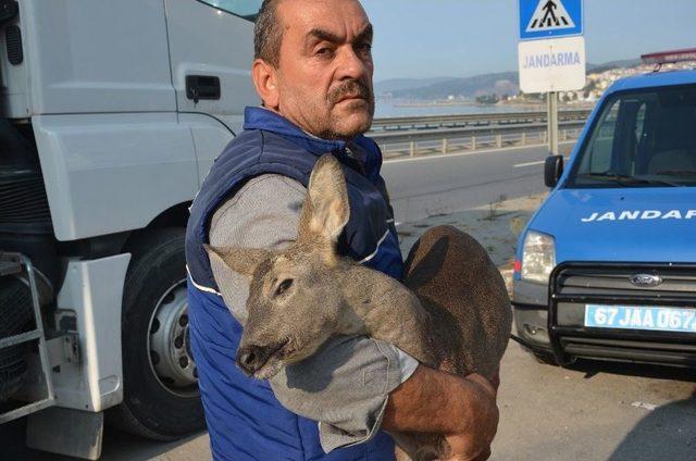 (özel Haber) Köpeğin Saldırısına Uğrayan Karaca Kurtarılamadı