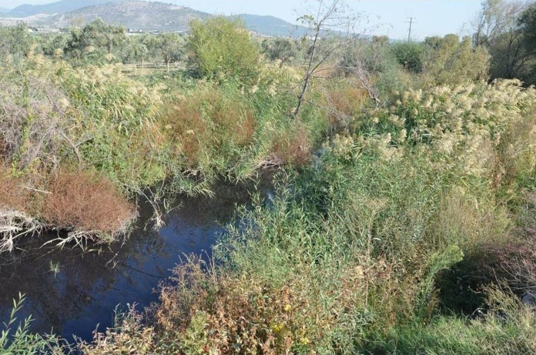 Fabrika Atıkları Balıkları Oksijensiz Bıraktı