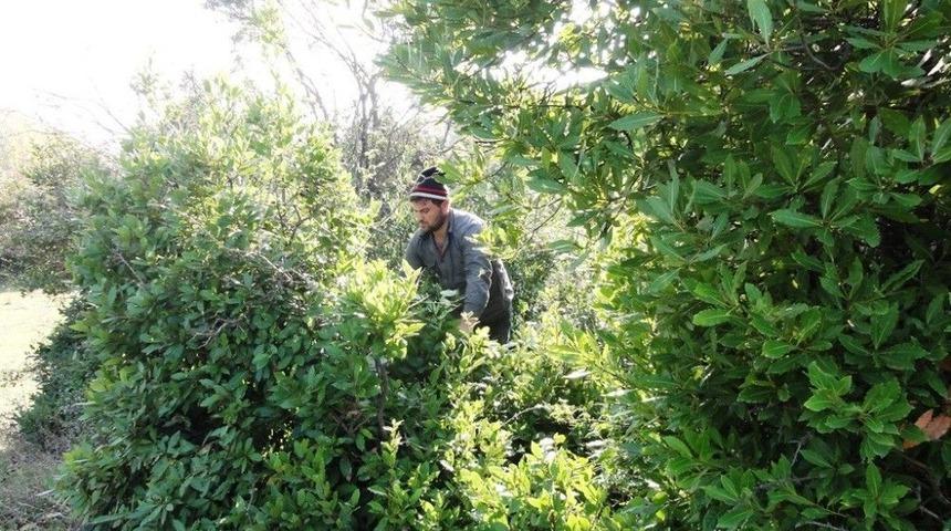 Defne &Uuml;retiminde Ekonomiye B&uuml;y&uuml;k Katkı