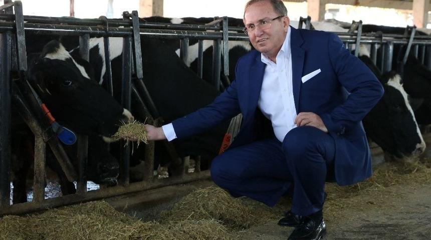 S&uuml;tler İneğin Memesinden El Değmeden Şişeleniyor