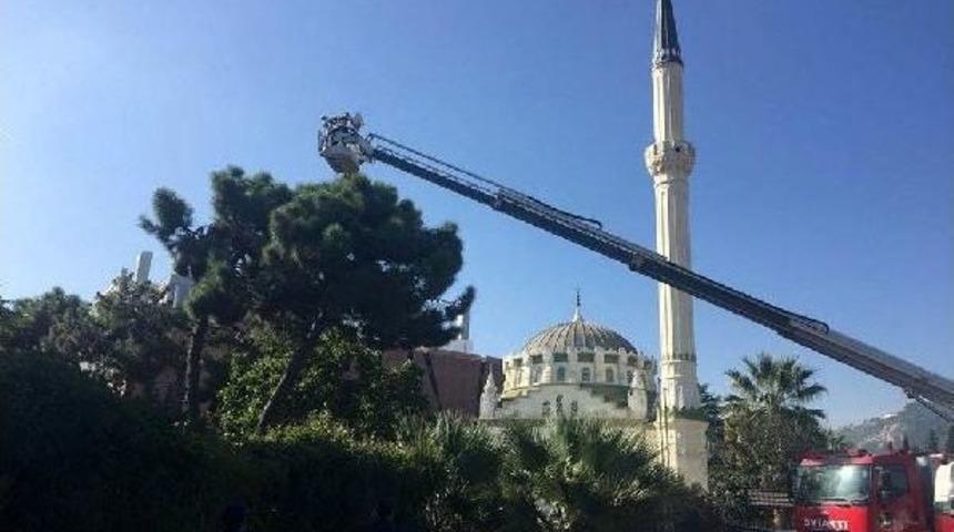 Ağa&ccedil;ta Mahsur Kalan Kedi 1 Saatte Kurtarıldı