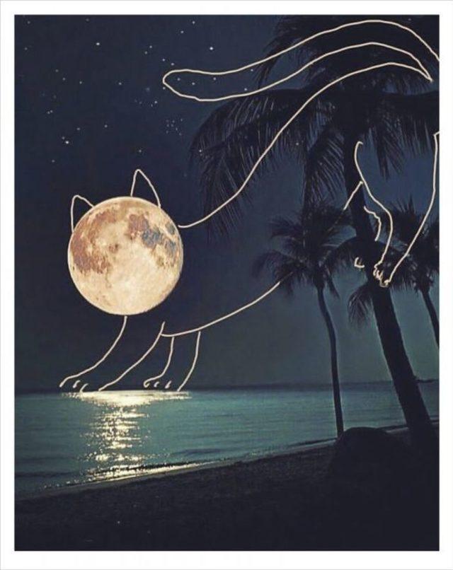 G&uuml;rb&uuml;z Doğan Ekşioğlu &ldquo;benim Kedilerim&rdquo; İle &Ccedil;ağdaş Sanatlar Galerisinde 1