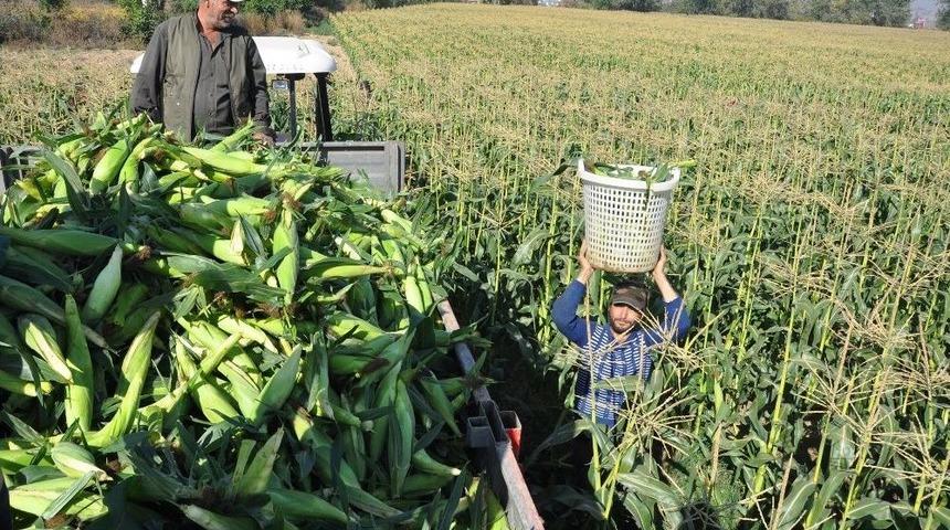 Mısır Hasadı Başladı