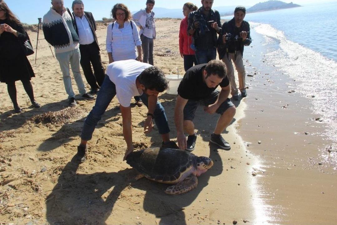 Başından Vurulan "dilek" Denize Bırakıldı